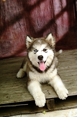 포토 JPG 동물 척추동물 한마리 육지동물 반려견 포유류 실내 사람없음 반려동물 개 강아지 썰매개 알래스칸말라뮤트 말라비 반려 국내포토 1 내부 파일형식