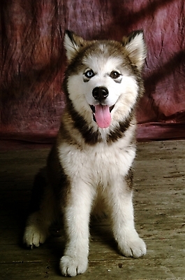 포토 JPG 동물 척추동물 한마리 육지동물 반려견 포유류 실내 사람없음 개 강아지 썰매개 알래스칸말라뮤트 말라비 반려 국내포토 1 내부 반려동물 파일형식