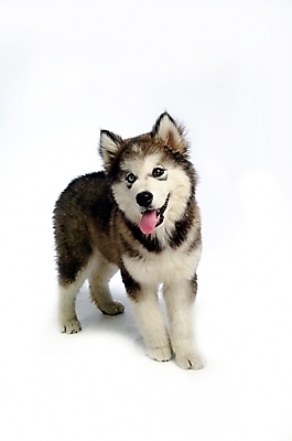 포토 JPG 스튜디오촬영 동물 척추동물 한마리 육지동물 반려견 포유류 사람없음 반려동물 개 강아지 시베리안허스키 썰매개 알래스칸말라뮤트 말라비 반려 국내포토 1 실내 파일형식