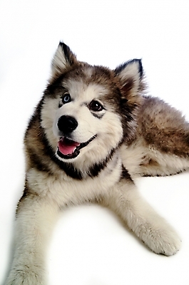 포토 JPG 스튜디오촬영 동물 척추동물 한마리 육지동물 반려견 포유류 사람없음 반려동물 개 강아지 시베리안허스키 썰매개 알래스칸말라뮤트 말라비 반려 국내포토 1 실내 파일형식