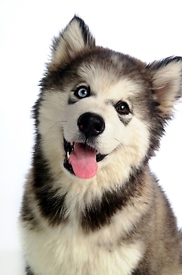 포토 JPG 스튜디오촬영 동물 척추동물 한마리 육지동물 반려견 포유류 사람없음 반려동물 개 강아지 시베리안허스키 썰매개 알래스칸말라뮤트 말라비 반려 국내포토 1 실내 파일형식