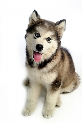 포토 JPG 스튜디오촬영 동물 척추동물 한마리 육지동물 반려견 포유류 사람없음 반려동물 개 강아지 시베리안허스키 썰매개 알래스칸말라뮤트 말라비 반려 국내포토 1 실내 파일형식