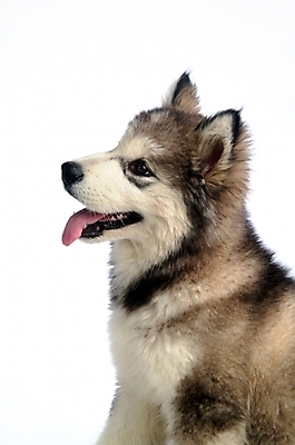 포토 JPG 스튜디오촬영 동물 척추동물 한마리 육지동물 반려견 포유류 사람없음 반려동물 개 강아지 시베리안허스키 썰매개 알래스칸말라뮤트 말라비 반려 국내포토 1 실내 파일형식