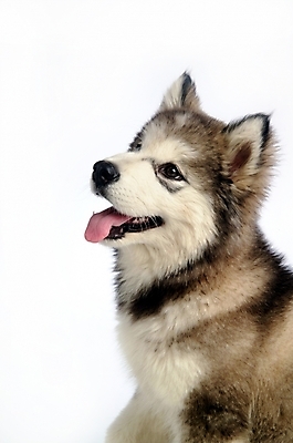 포토 JPG 스튜디오촬영 동물 척추동물 한마리 육지동물 반려견 포유류 사람없음 반려동물 개 강아지 시베리안허스키 썰매개 알래스칸말라뮤트 말라비 반려 국내포토 1 실내 파일형식