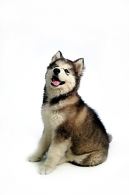 포토 JPG 스튜디오촬영 동물 척추동물 한마리 육지동물 반려견 포유류 사람없음 반려동물 개 강아지 시베리안허스키 썰매개 알래스칸말라뮤트 말라비 반려 국내포토 1 실내 파일형식