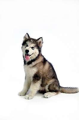 포토 JPG 스튜디오촬영 동물 척추동물 한마리 육지동물 반려견 포유류 사람없음 반려동물 개 강아지 시베리안허스키 썰매개 알래스칸말라뮤트 말라비 반려 국내포토 1 실내 파일형식