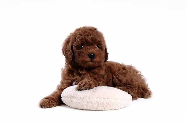 포토 JPG 스튜디오촬영 동물 척추동물 한마리 육지동물 반려견 쿠션 포유류 베개 사람없음 반려동물 개 강아지 푸들 반려 국내포토 1 침구 실내 파일형식