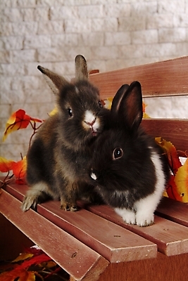 포토 JPG 식물 동물 척추동물 육지동물 줄기 단풍 잎 두마리 벤치 의자 포유류 실내 사람없음 반려동물 토끼 집토끼 라이언헤드 반려 국내포토 가구 2 내부 파일형식