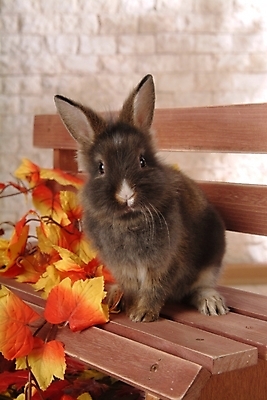 포토 JPG 식물 동물 척추동물 한마리 육지동물 줄기 단풍 잎 벤치 의자 포유류 실내 사람없음 반려동물 토끼 집토끼 라이언헤드 반려 국내포토 1 가구 내부 파일형식