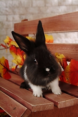 포토 JPG 식물 동물 척추동물 한마리 육지동물 줄기 단풍 잎 벤치 의자 포유류 실내 사람없음 반려동물 토끼 집토끼 라이언헤드 반려 국내포토 1 가구 내부 파일형식