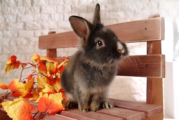 포토 JPG 식물 동물 척추동물 한마리 육지동물 줄기 단풍 잎 벤치 의자 포유류 실내 사람없음 반려동물 토끼 집토끼 라이언헤드 반려 국내포토 1 가구 내부 파일형식