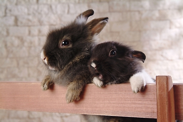 포토 JPG 동물 척추동물 육지동물 두마리 벤치 의자 포유류 실내 사람없음 반려동물 토끼 집토끼 라이언헤드 반려 국내포토 가구 2 내부 파일형식