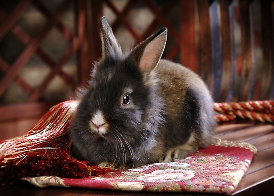 포토 JPG 동물 척추동물 한마리 육지동물 가구 포유류 실내 사람없음 반려동물 인테리어 카펫 토끼 집토끼 라이언헤드 반려 국내포토 1 디자인 생활용품 내부 파일형식