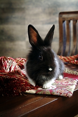 포토 JPG 동물 척추동물 한마리 육지동물 가구 포유류 실내 사람없음 반려동물 인테리어 카펫 토끼 집토끼 라이언헤드 반려 국내포토 1 디자인 생활용품 내부 파일형식