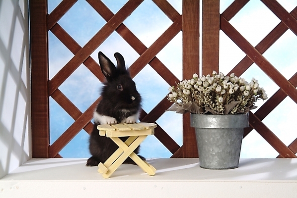 포토 JPG 식물 동물 척추동물 한마리 육지동물 꽃 화분 창문 포유류 실내 사람없음 반려동물 인테리어 토끼 집토끼 라이언헤드 반려 국내포토 1 디자인 내부 파일형식