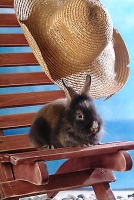 포토 JPG 동물 척추동물 모자 한마리 육지동물 벤치 의자 포유류 실내 사람없음 반려동물 토끼 밀짚모자 집토끼 라이언헤드 반려 국내포토 모자_잡화 1 잡화 가구 내부 파일형식