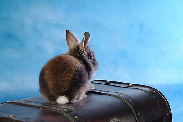 포토 JPG 동물 척추동물 한마리 육지동물 포유류 실내 사람없음 반려동물 상자 토끼 집토끼 보물상자 라이언헤드 반려 국내포토 1 내부 파일형식