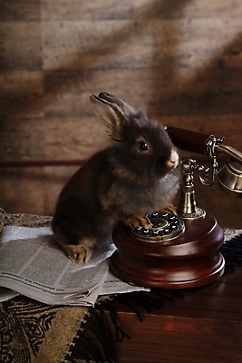 포토 JPG 동물 척추동물 한마리 육지동물 포유류 실내 사람없음 반려동물 통신기기 카펫 토끼 신문 전화기 집토끼 라이언헤드 반려 국내포토 1 통신 내부 간행물 기계 뉴스 파일형식