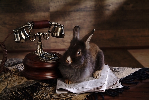 포토 JPG 동물 척추동물 한마리 육지동물 포유류 실내 사람없음 반려동물 통신기기 카펫 토끼 신문 전화기 집토끼 라이언헤드 반려 국내포토 1 통신 내부 간행물 기계 뉴스 파일형식