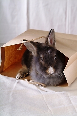 포토 JPG 동물 척추동물 한마리 육지동물 포유류 봉투 실내 사람없음 반려동물 쇼핑백 토끼 천 집토끼 라이언헤드 반려 국내포토 1 가방 내부 직물 파일형식