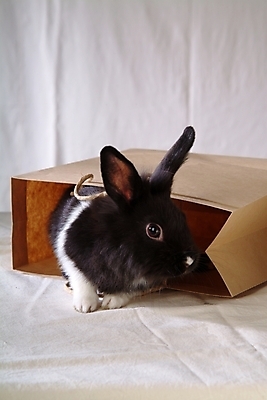 포토 JPG 동물 척추동물 한마리 육지동물 포유류 봉투 실내 사람없음 반려동물 쇼핑백 토끼 천 집토끼 라이언헤드 반려 국내포토 1 가방 내부 직물 파일형식