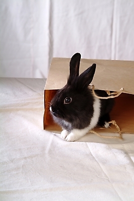 포토 JPG 동물 척추동물 한마리 육지동물 포유류 봉투 실내 사람없음 반려동물 쇼핑백 토끼 천 집토끼 라이언헤드 반려 국내포토 1 가방 내부 직물 파일형식