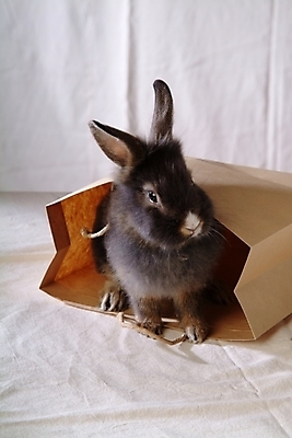 포토 JPG 동물 척추동물 한마리 육지동물 포유류 봉투 실내 사람없음 반려동물 쇼핑백 토끼 천 집토끼 라이언헤드 반려 국내포토 1 가방 내부 직물 파일형식