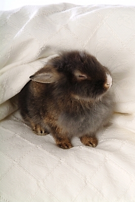 포토 JPG 동물 척추동물 한마리 육지동물 포유류 실내 사람없음 반려동물 토끼 집토끼 라이언헤드 반려 국내포토 1 내부 파일형식