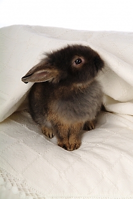 포토 JPG 동물 척추동물 한마리 육지동물 포유류 침구 실내 사람없음 반려동물 이불 토끼 집토끼 라이언헤드 반려 국내포토 1 내부 파일형식