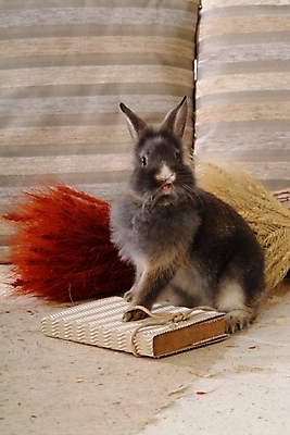 포토 JPG 동물 척추동물 한마리 육지동물 포유류 실내 갈대 사람없음 책 반려동물 토끼 집토끼 라이언헤드 반려 국내포토 식물 1 내부 파일형식