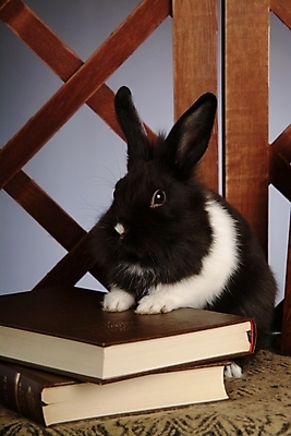 포토 JPG 동물 척추동물 한마리 육지동물 액자 포유류 실내 사람없음 책 반려동물 인테리어 토끼 집토끼 라이언헤드 반려 국내포토 1 디자인 내부 파일형식