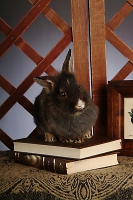 포토 JPG 동물 척추동물 한마리 육지동물 액자 포유류 실내 사람없음 책 반려동물 인테리어 토끼 집토끼 라이언헤드 반려 국내포토 1 디자인 내부 파일형식