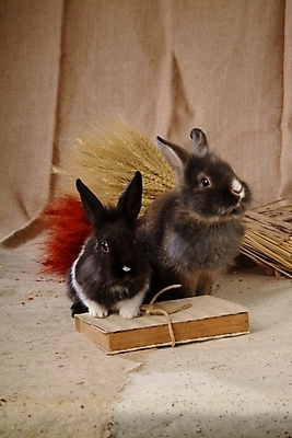 포토 JPG 동물 척추동물 육지동물 꽃 두마리 포유류 실내 갈대 사람없음 장식 책 반려동물 토끼 집토끼 라이언헤드 반려 국내포토 식물 2 내부 파일형식