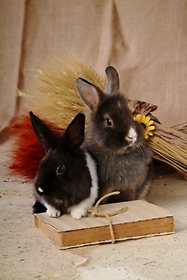 포토 JPG 동물 척추동물 육지동물 꽃 두마리 포유류 실내 갈대 사람없음 장식 책 반려동물 토끼 집토끼 라이언헤드 반려 국내포토 식물 2 내부 파일형식