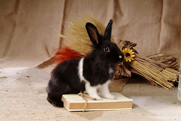 포토 JPG 동물 척추동물 한마리 육지동물 꽃 포유류 실내 갈대 사람없음 장식 책 반려동물 토끼 집토끼 라이언헤드 반려 국내포토 식물 1 내부 파일형식