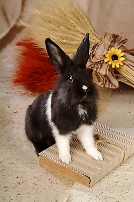 포토 JPG 동물 척추동물 한마리 육지동물 꽃 포유류 실내 갈대 사람없음 장식 책 반려동물 토끼 집토끼 라이언헤드 반려 국내포토 식물 1 내부 파일형식