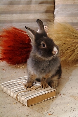 포토 JPG 동물 척추동물 한마리 육지동물 포유류 실내 사람없음 책 반려동물 토끼 집토끼 라이언헤드 반려 국내포토 1 내부 파일형식