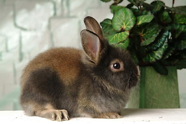 포토 JPG 식물 동물 척추동물 한마리 육지동물 화분 잎 포유류 실내 사람없음 반려동물 토끼 집토끼 라이언헤드 반려 국내포토 1 내부 파일형식