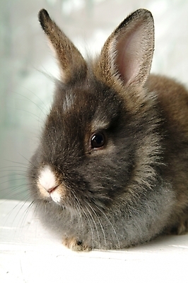 포토 JPG 동물 척추동물 한마리 육지동물 포유류 실내 사람없음 반려동물 토끼 집토끼 라이언헤드 반려 국내포토 1 내부 파일형식