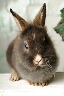 포토 JPG 동물 척추동물 한마리 육지동물 포유류 실내 사람없음 반려동물 토끼 집토끼 라이언헤드 반려 국내포토 1 내부 파일형식