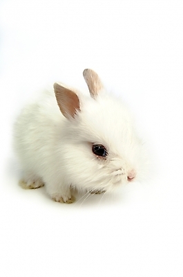 포토 JPG 스튜디오촬영 동물 척추동물 한마리 육지동물 포유류 사람없음 반려동물 토끼 집토끼 라이언헤드 반려 국내포토 1 실내 파일형식