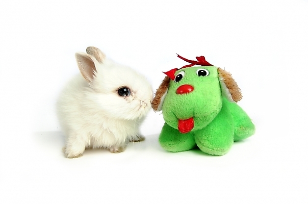 포토 JPG 스튜디오촬영 동물 척추동물 한마리 육지동물 인형 포유류 사람없음 반려동물 토끼 집토끼 강아지인형 라이언헤드 반려 국내포토 1 실내 파일형식