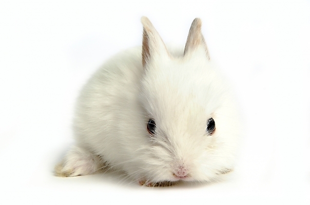 포토 JPG 스튜디오촬영 동물 척추동물 한마리 육지동물 포유류 사람없음 반려동물 토끼 집토끼 라이언헤드 반려 국내포토 1 실내 파일형식