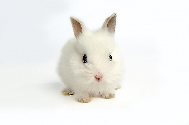 포토 JPG 스튜디오촬영 동물 척추동물 한마리 육지동물 포유류 사람없음 반려동물 토끼 집토끼 라이언헤드 반려 국내포토 1 실내 파일형식