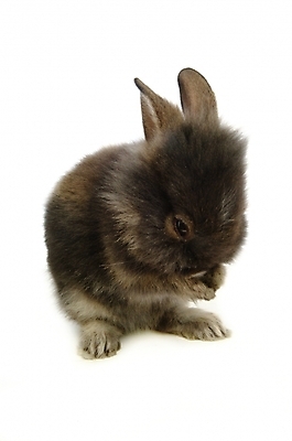 포토 JPG 스튜디오촬영 동물 척추동물 한마리 육지동물 포유류 사람없음 반려동물 토끼 집토끼 라이언헤드 반려 국내포토 1 실내 파일형식