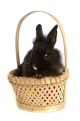 포토 JPG 스튜디오촬영 동물 척추동물 한마리 육지동물 포유류 사람없음 반려동물 바구니 토끼 집토끼 라이언헤드 반려 국내포토 1 실내 파일형식