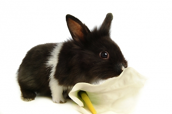 포토 JPG 스튜디오촬영 동물 척추동물 한마리 육지동물 포유류 사람없음 반려동물 토끼 집토끼 라이언헤드 반려 국내포토 1 실내 파일형식