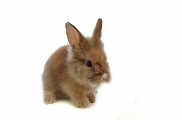 포토 JPG 스튜디오촬영 동물 척추동물 한마리 육지동물 포유류 사람없음 반려동물 토끼 집토끼 라이언헤드 반려 국내포토 1 실내 파일형식