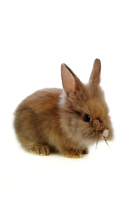 포토 JPG 스튜디오촬영 동물 척추동물 한마리 육지동물 포유류 사람없음 반려동물 토끼 집토끼 라이언헤드 반려 국내포토 1 실내 파일형식