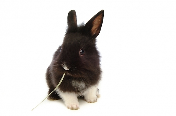 포토 JPG 스튜디오촬영 식물 동물 척추동물 한마리 육지동물 포유류 사람없음 반려동물 토끼 풀 집토끼 라이언헤드 반려 국내포토 1 실내 파일형식